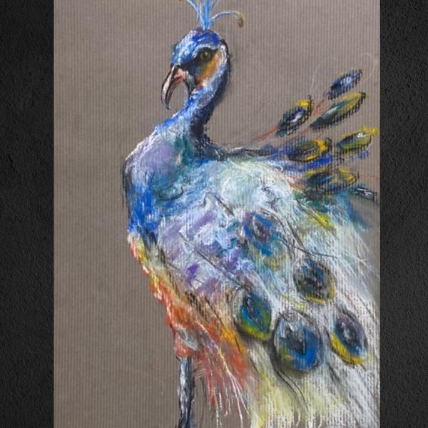 孔雀的優雅之美